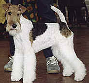 Fox-Terrier